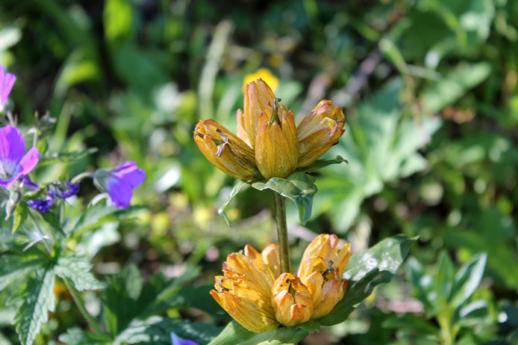 Gentiana punctata